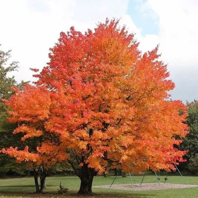 Acer Saccharum - Sugar Maple