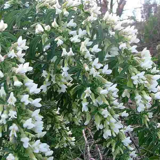 Chamaecytisus Palmensis - Tree Lucerne / Tagasaste