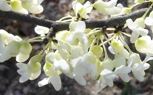 Cercis ‘Texas White’ - Texas Redbud