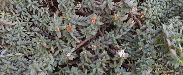 Pimelia Prostrata ‘Anatoki Blue’