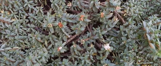 Pimelia Prostrata ‘Anatoki Blue’