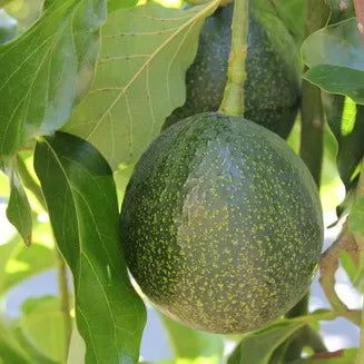 Avocado Reed - Fruiting Avocado