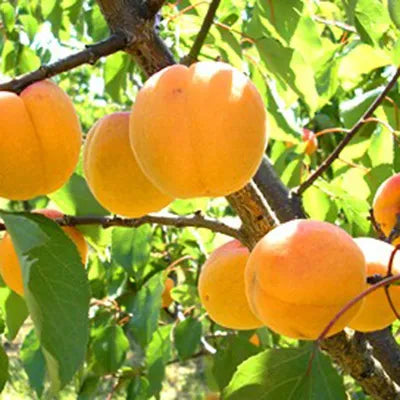 Apricot ‘Fitzroy’ - Fruiting Apricot