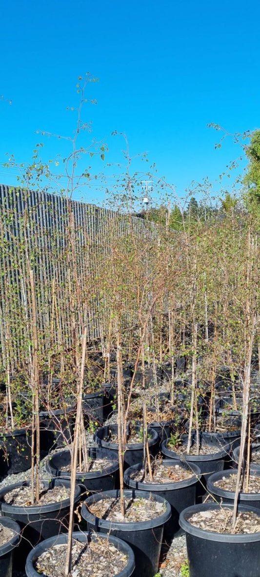 Ribbonwood  Plagianthus Regius