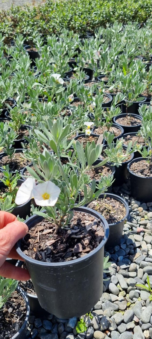 Ipomea / Convulvulus Cneorum Silverbush