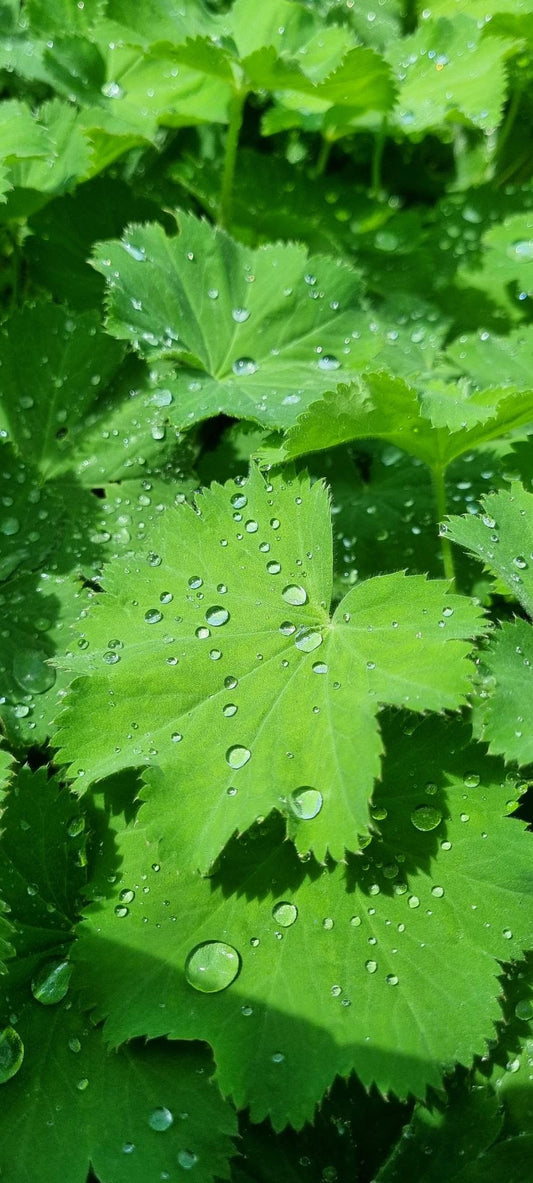 Alchemilla Mollis - Lady’s Mantle