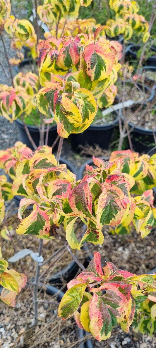 Cornus Florida ‘Cherokee Chief’