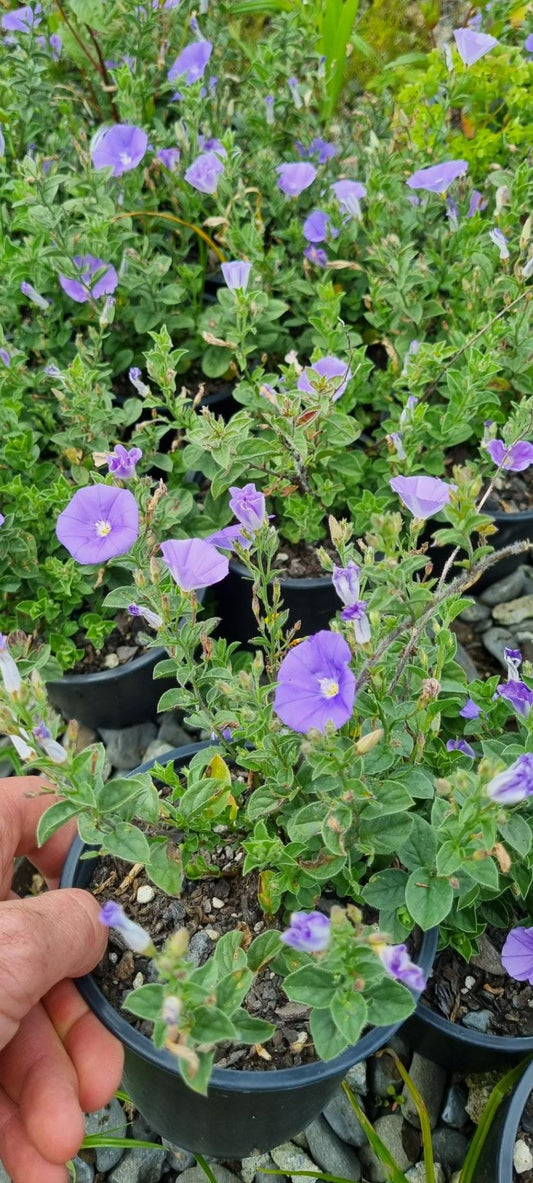 Convulvulus Mauritanicus