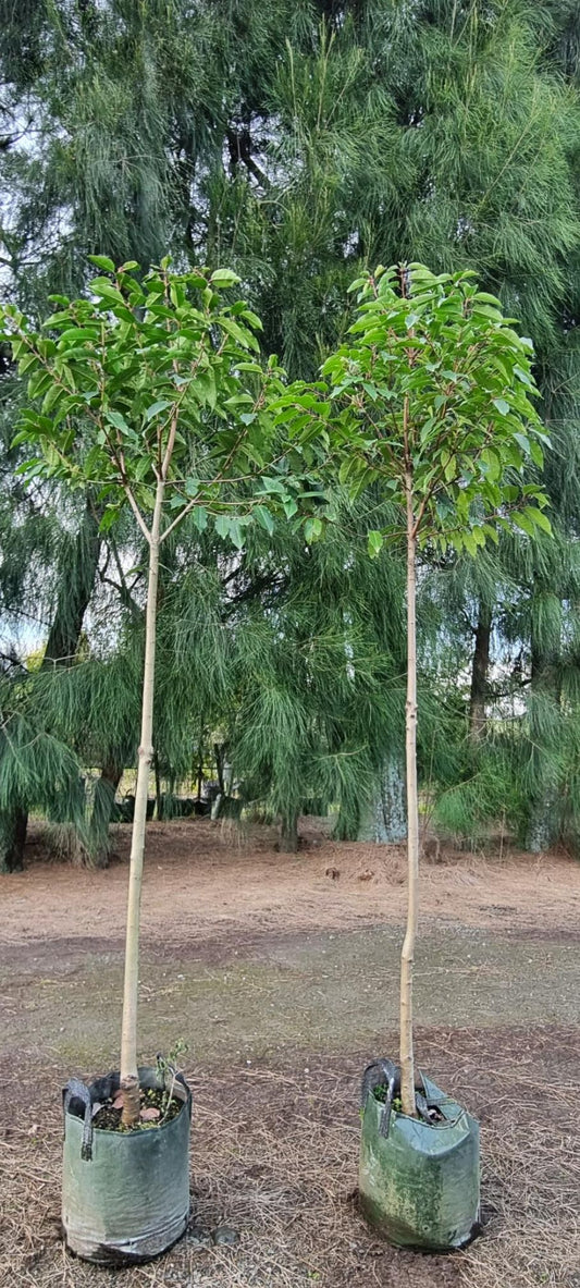 Prunus Lusitanica 1.7m Standard 'Portugese Laurel'