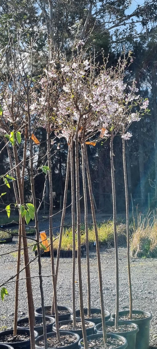 Prunus Yedoensis Awanui