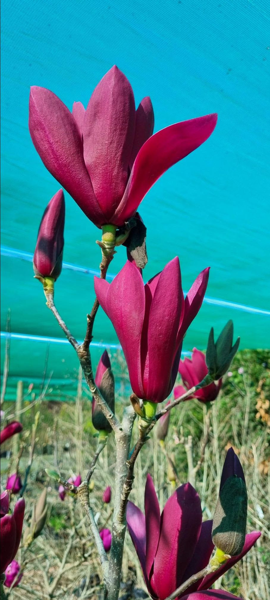 Magnolia ‘Burgundy Star’ - Magnolia